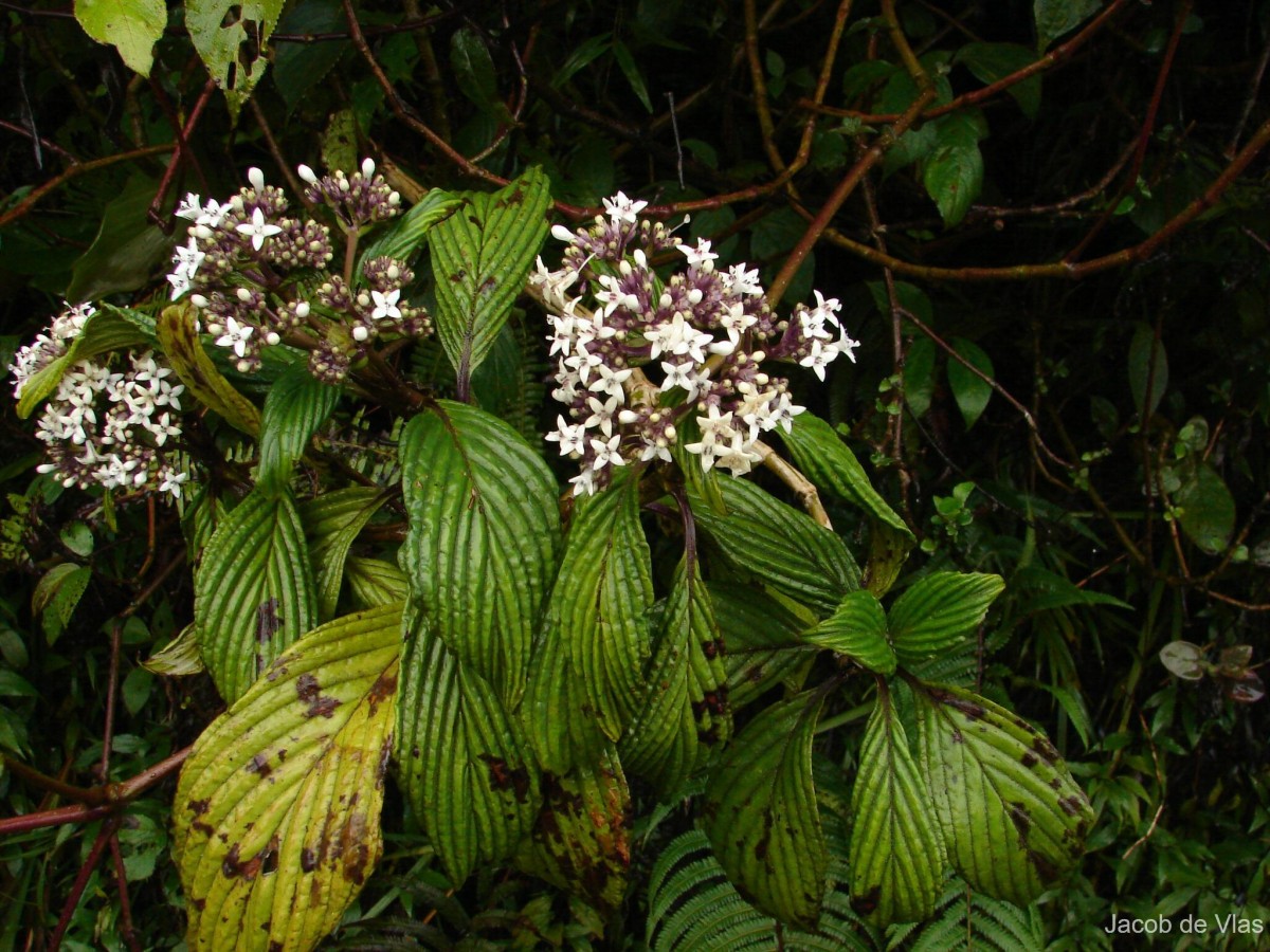 Hedyotis dendroides Alston